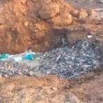 ApnaCg @मजबूरी में ज़हरीला पानी पीने को मजबूर है धमतरी के लोग? बांध में हजारों मछलियों की हुई मौत